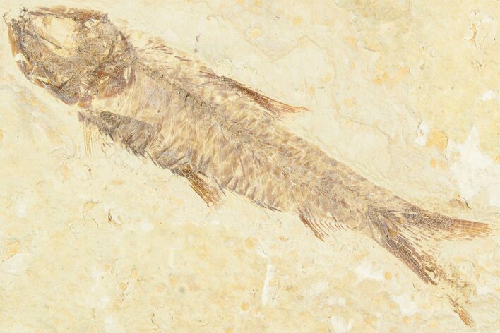 Fossil Fish (Knightia) - Green River Formation #237205